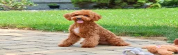 Cavapoo dogs for sale: Matilda - Ad 3
