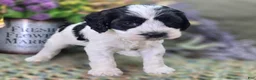 Cockapoo dogs for sale: Puddleduck - Ad 4