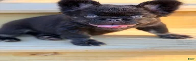 Maximus