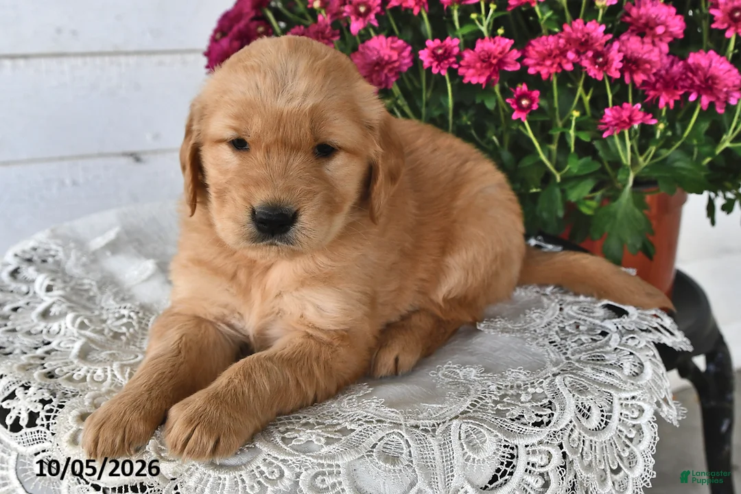 Golden Retriever dogs for sale: Rosie - Ad 2