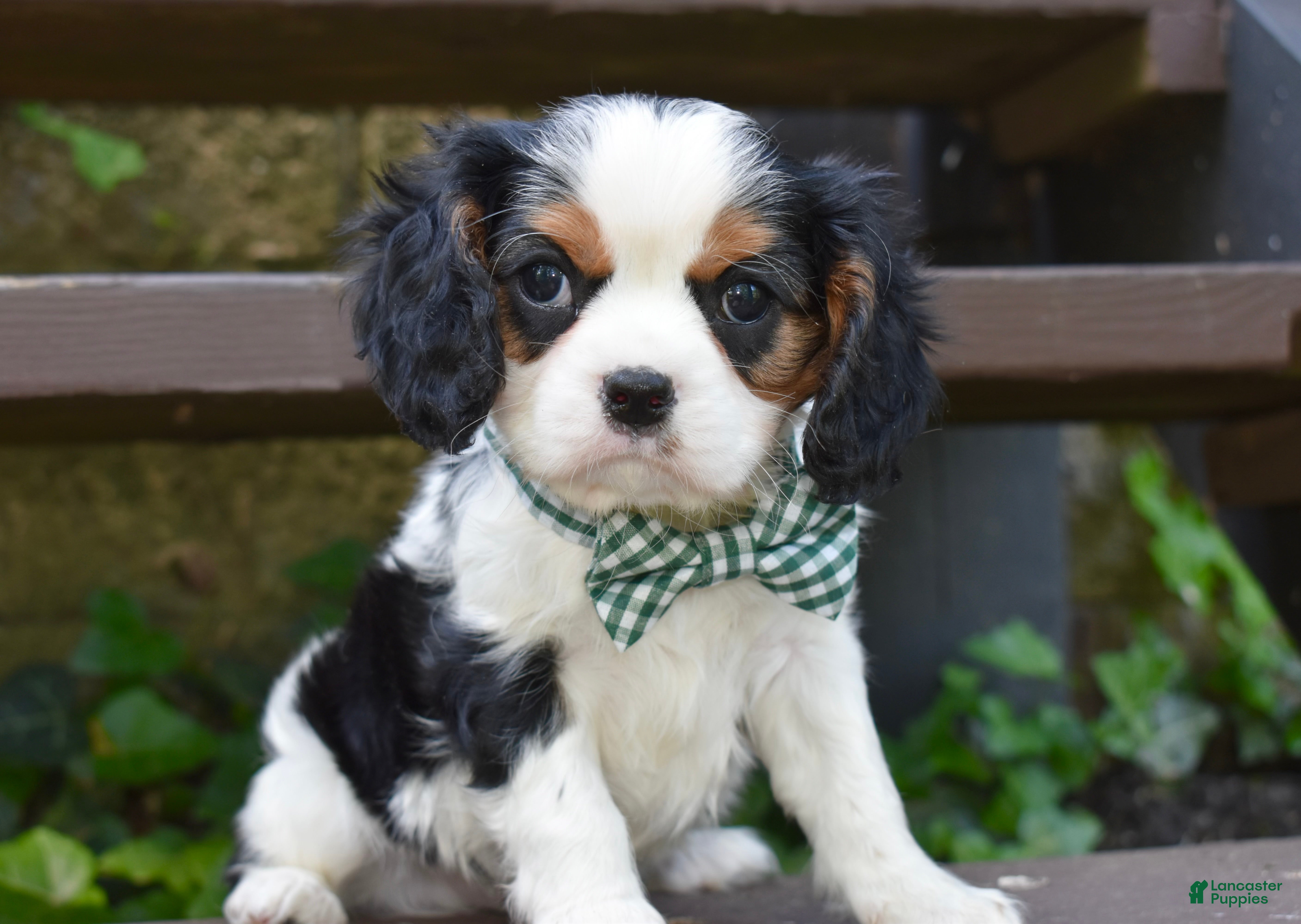 Cavalier King Charles Spaniel dogs Sammy - Ad 36