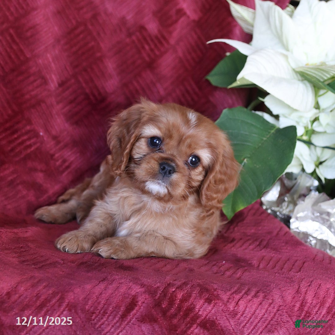 Cavalier King Charles Spaniel dogs for sale: Amber - Ad 4