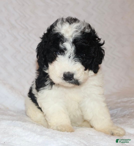 Mini Goldendoodle dogs Rosa - Ad 1
