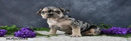 French Bulldog dogs for sale: Jordan - Ad 5