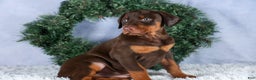 Doberman Pinscher dogs for sale: TASHA - Ad 7