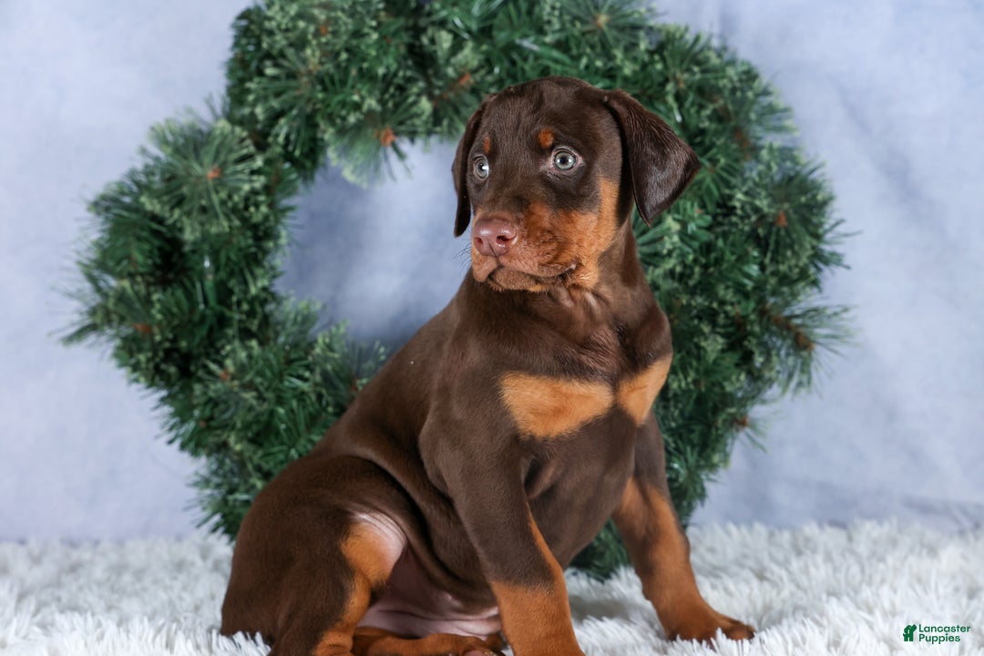 Doberman Pinscher dogs for sale: TASHA - Ad 7