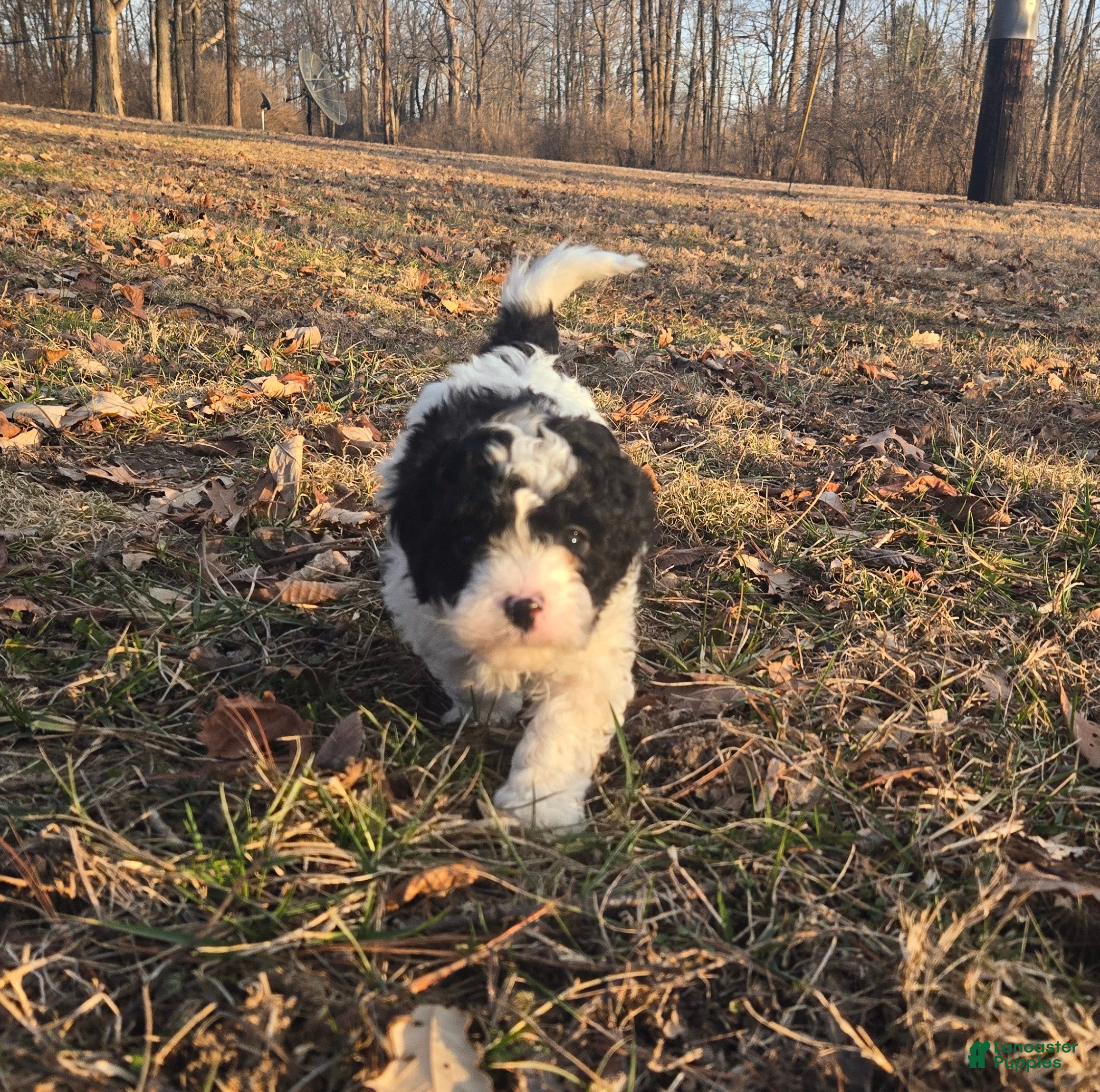 Cavapoo dogs Captain - Ad 1