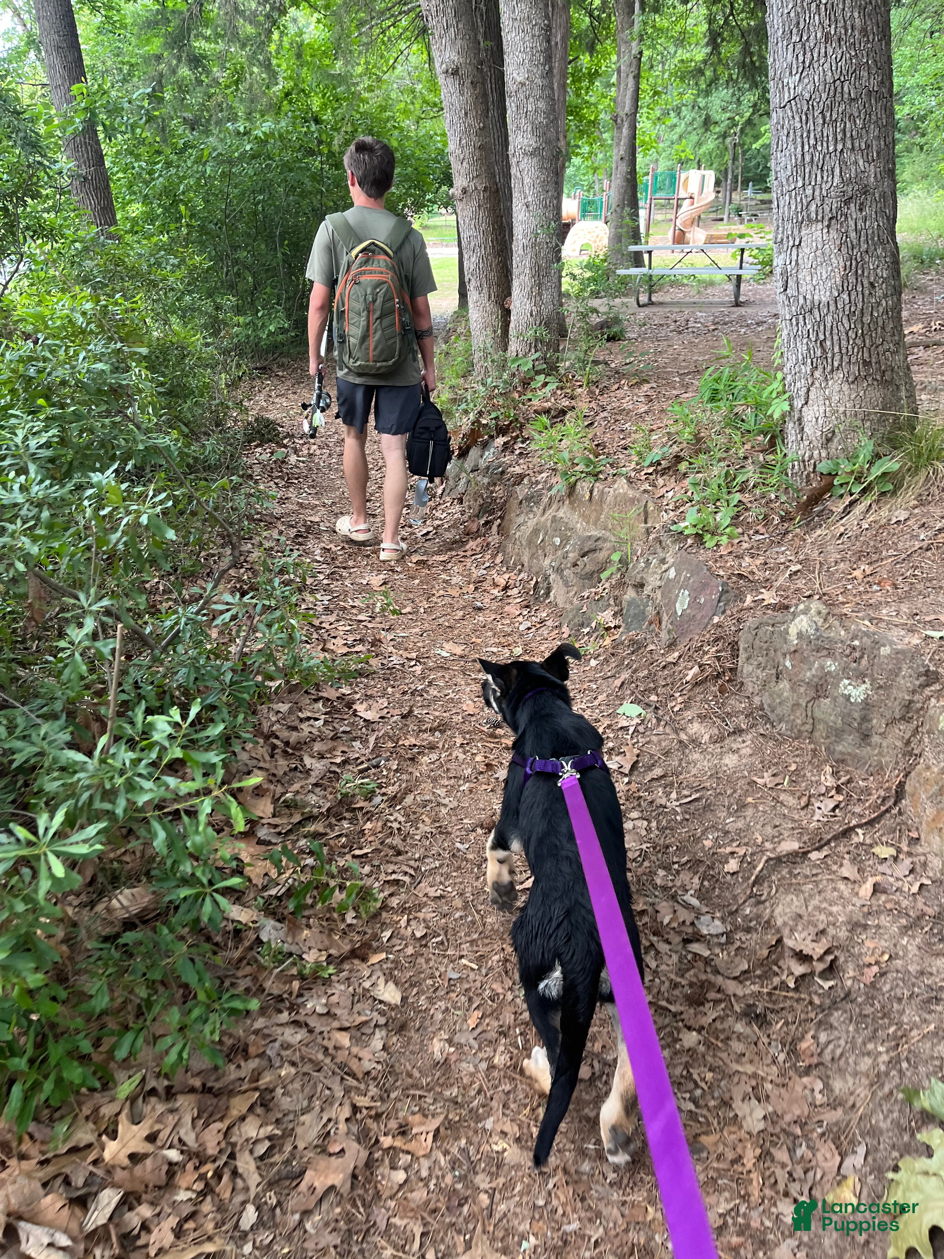 German Shepherd dogs for sale: German Shepherd Puppy 1 - Ad 2