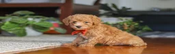 Miniature Poodle dogs for sale: Blake  - Ad 6