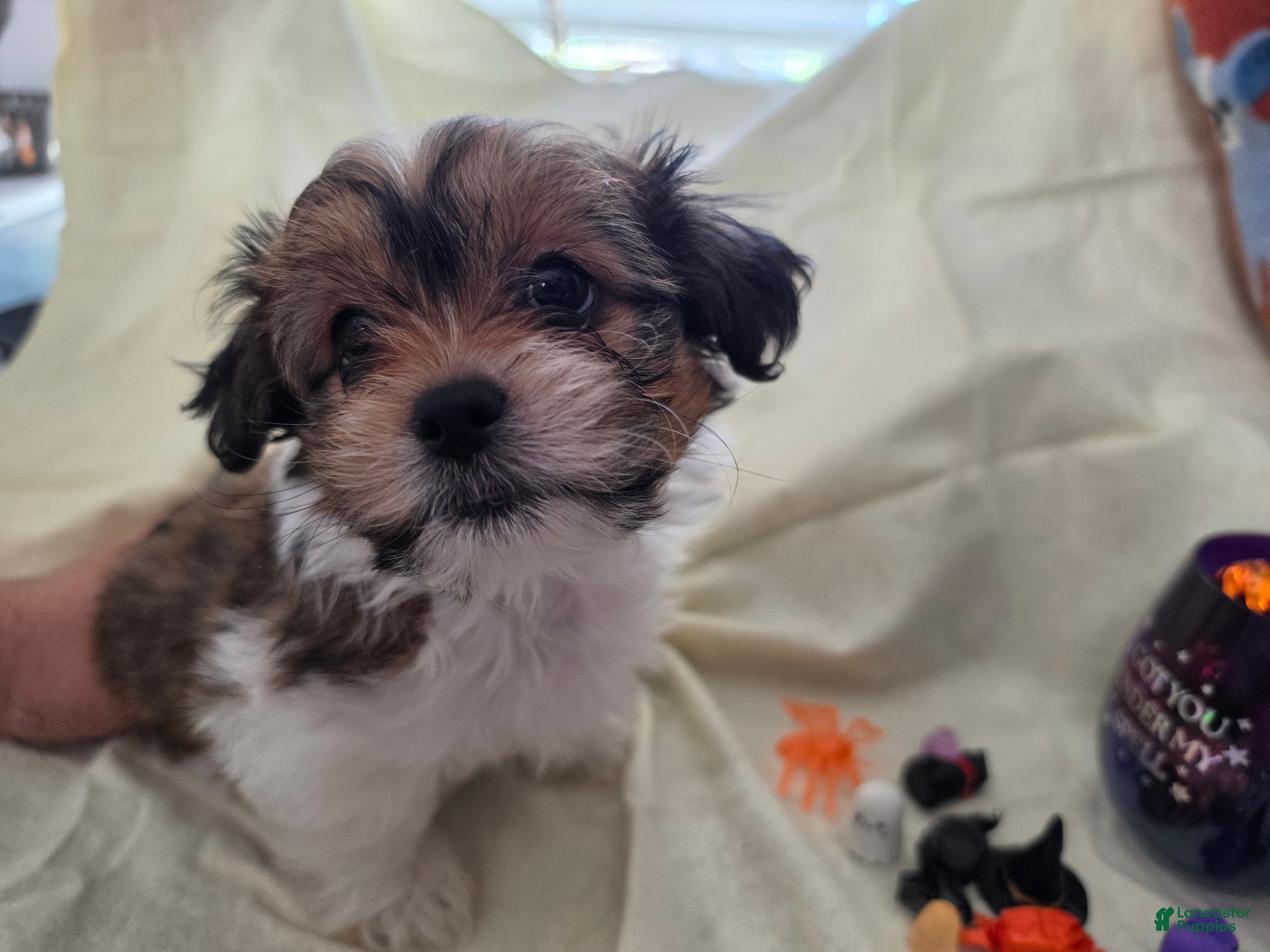Mixed Breed dogs for sale: Nacho - Ad 1