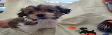 Nacho