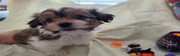 Mixed Breed dogs for sale: Nacho - Ad 1
