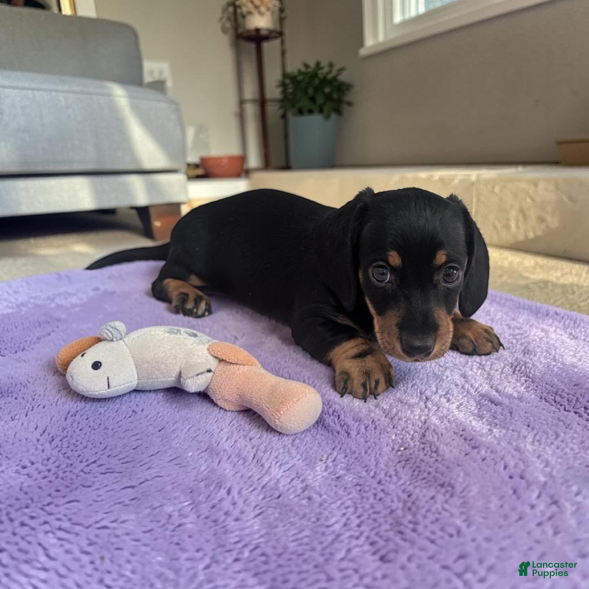 Miniature Dachshund dogs Sierra - Ad 2