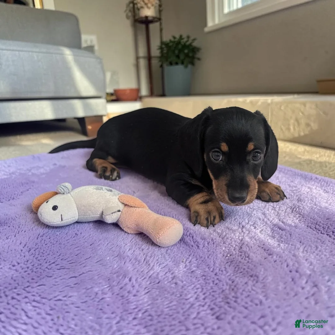 Miniature Dachshund dogs for sale: Sierra - Ad 2