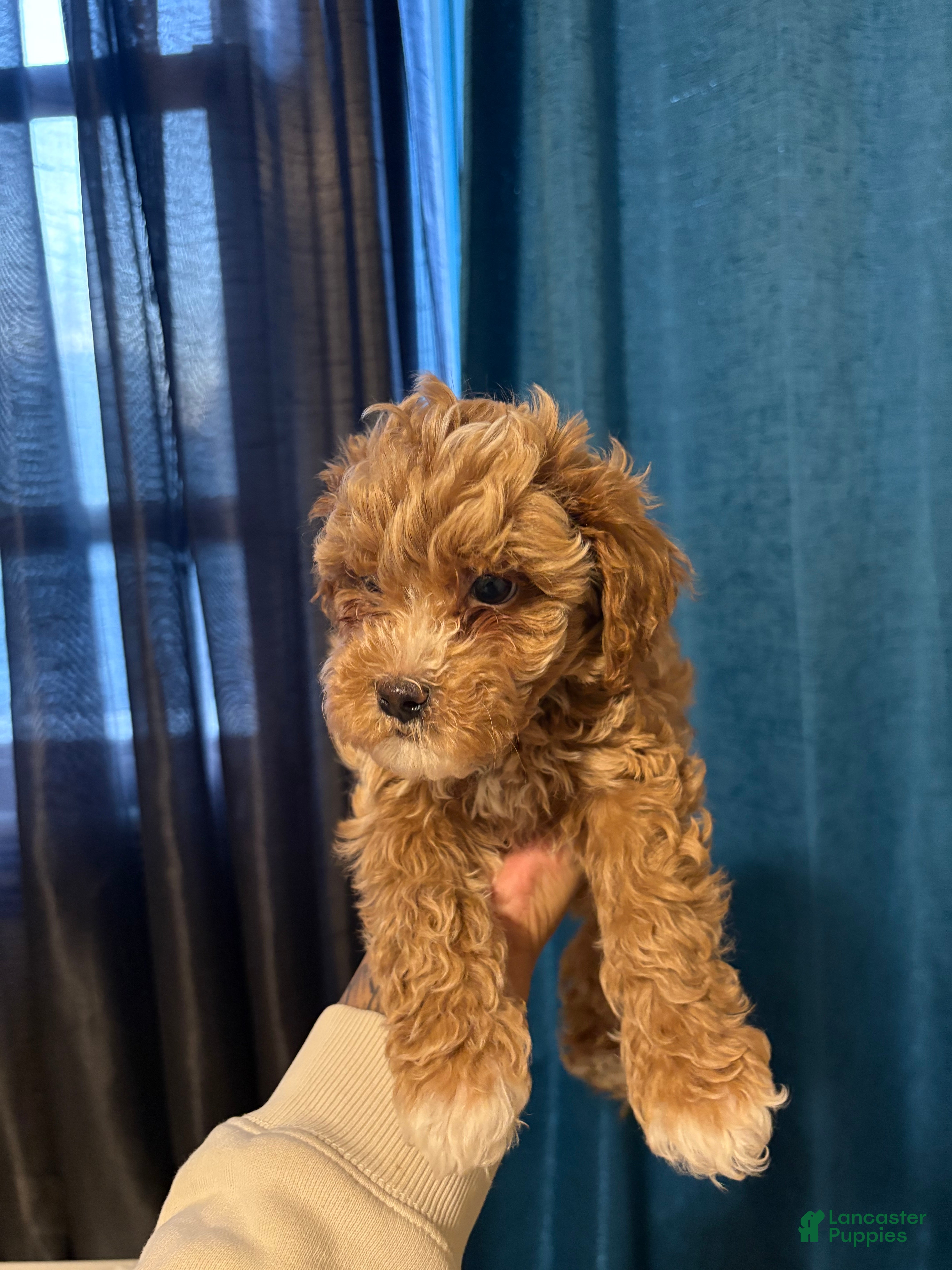 Shihpoo dogs Bentley  - Ad 2
