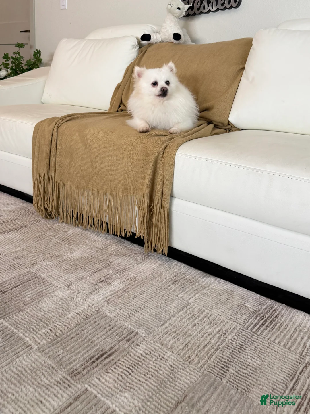 Pomeranian dogs for sale: Spunky ♥️ - Ad 4