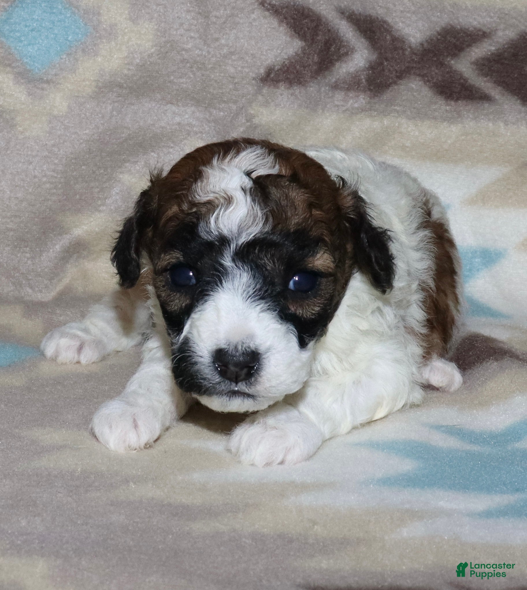 Miniature Poodle dogs Harlee’s Br&W male - Ad 12