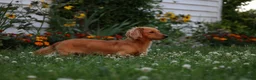 Miniature Dachshund dogs for sale: Clifford  - Ad 4