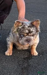 Lil Tank