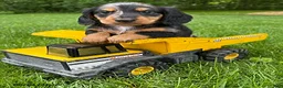 Dachshund dogs for sale: Remington - Ad 1