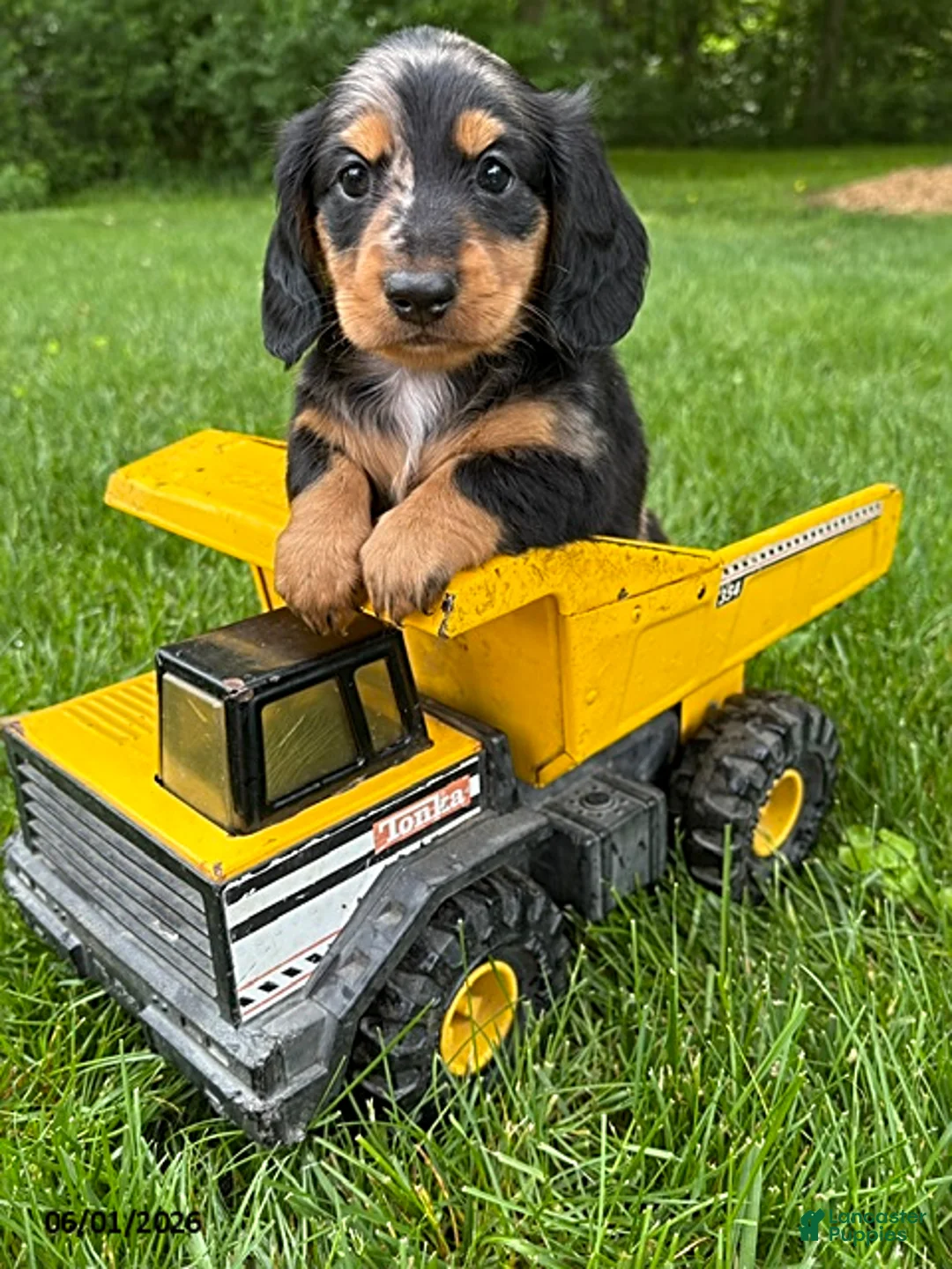 Dachshund dogs for sale: Remington - Ad 1