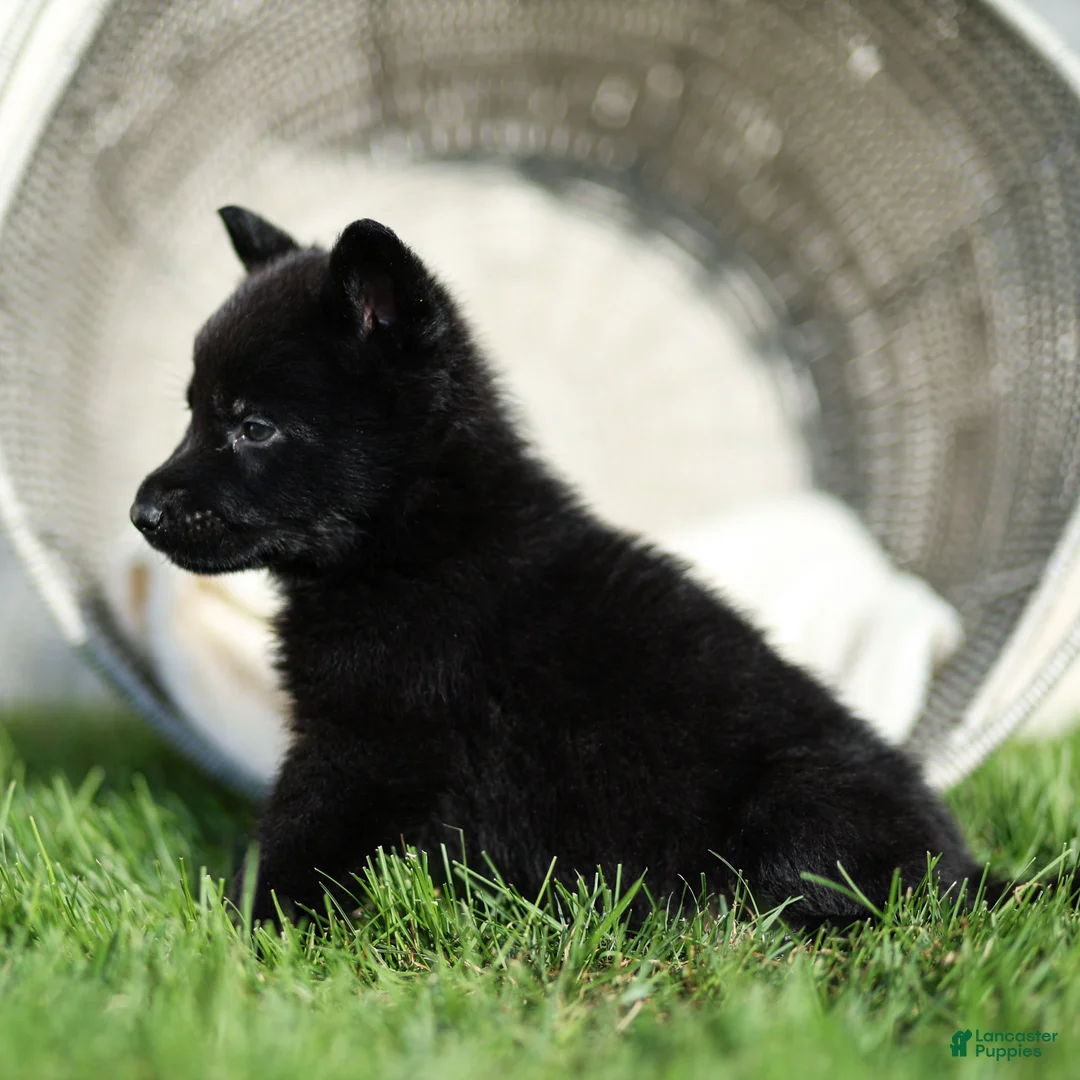 German Shepherd dogs for sale: Fred German Shepherd  - Ad 2
