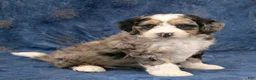 Mini Bernedoodle dogs for sale: Oscar - Ad 6