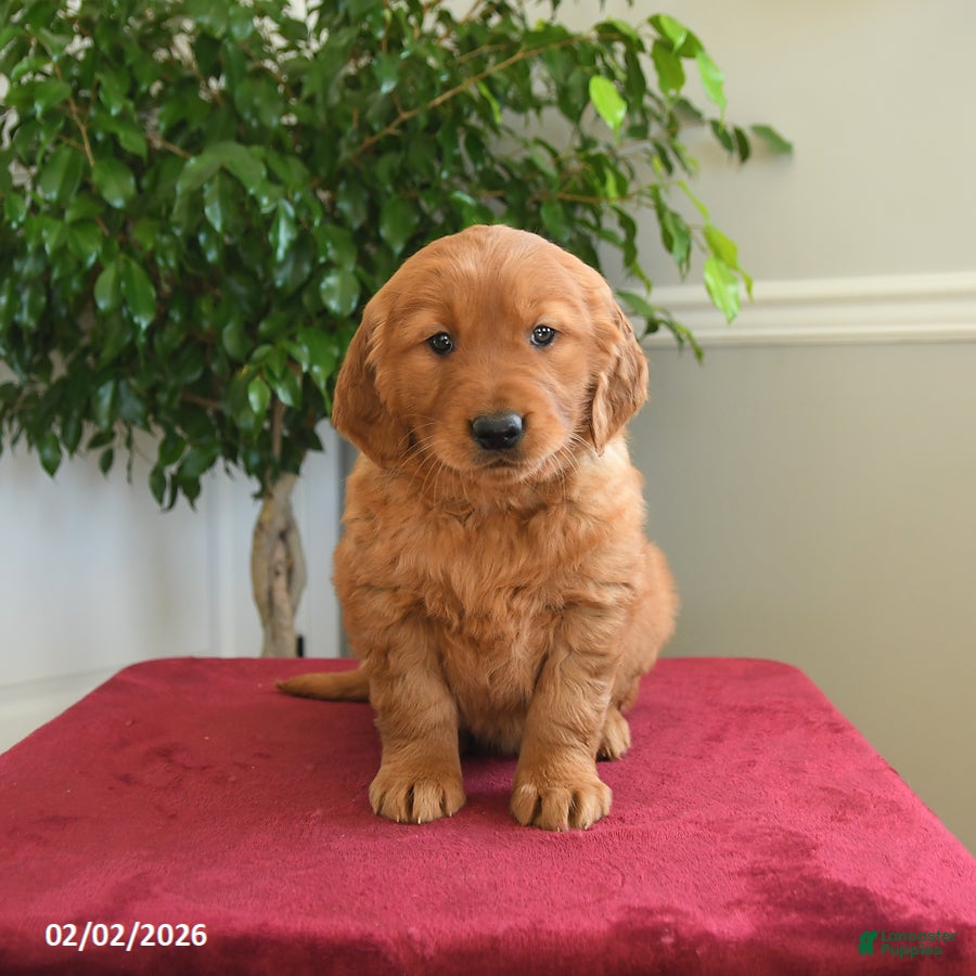 Golden Retriever dogs Pixy - Ad 2