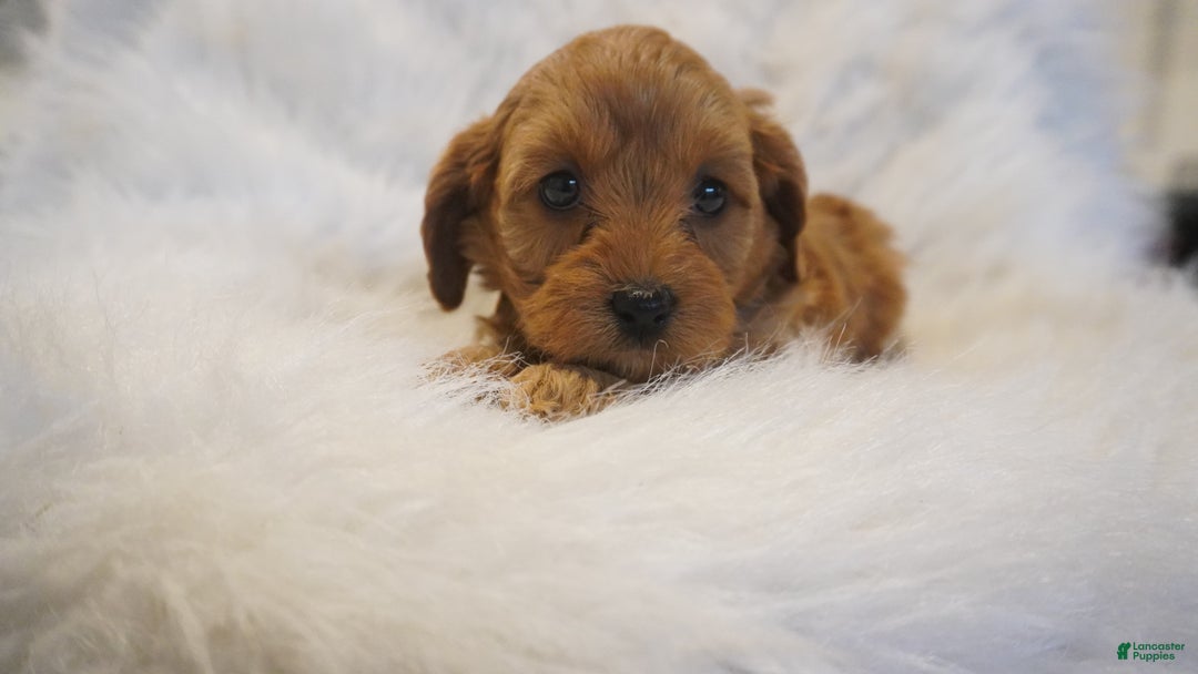 Cavapoo dogs for sale: Venus  - Ad 8
