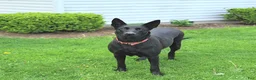 Mixed Breed dogs for sale: Arlo - Ad 6