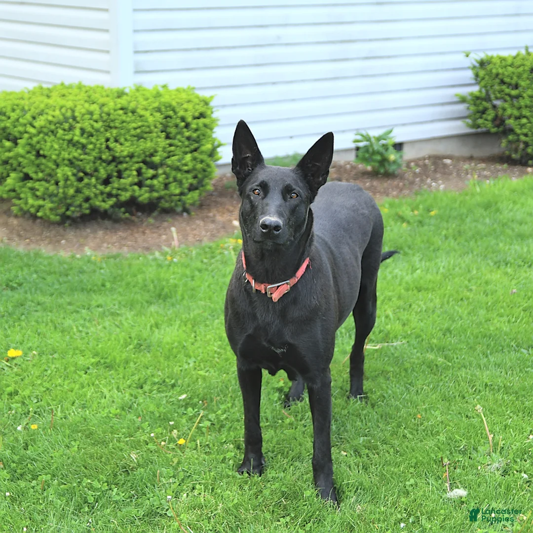 Mixed Breed dogs for sale: Arlo - Ad 6