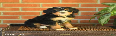 Baxter