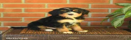 Bernedoodle dogs for sale: Baxter - Ad 1