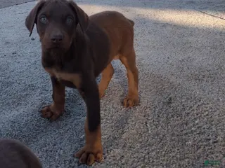 Doberman Pinscher dogs Doberman Pinscher Puppy 1 - Ad 4