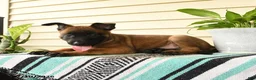 Belgian Malinois dogs for sale: Jabari - Ad 2