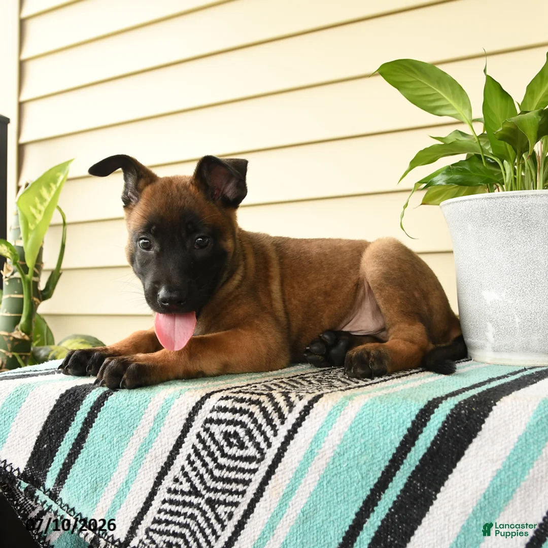Belgian Malinois dogs for sale: Jabari - Ad 2
