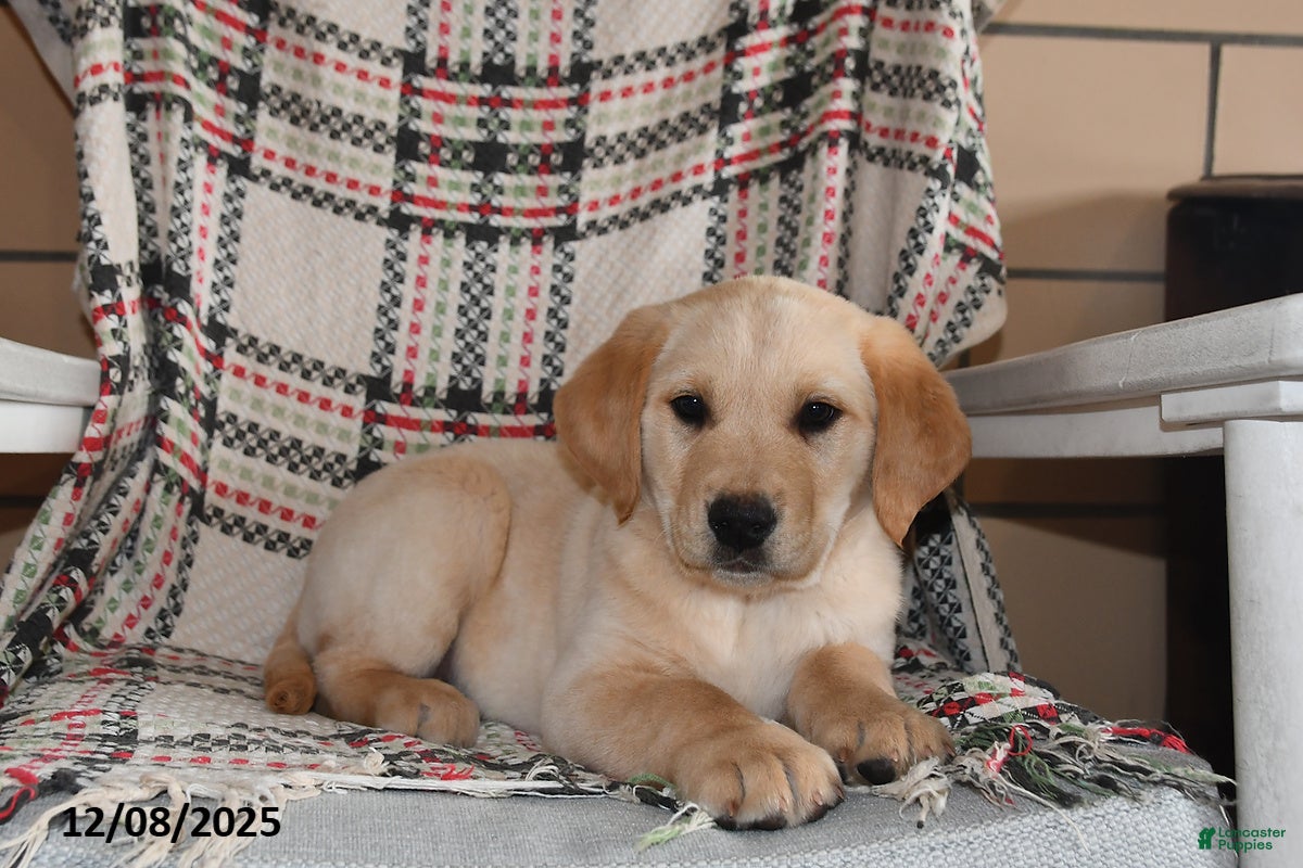 Labrador Retriever dogs Blaze - Ad 5