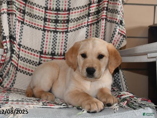 Labrador Retriever dogs Blaze - Ad 12