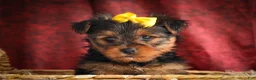 Yorkshire Terrier dogs for sale: DIESEL - Ad 8