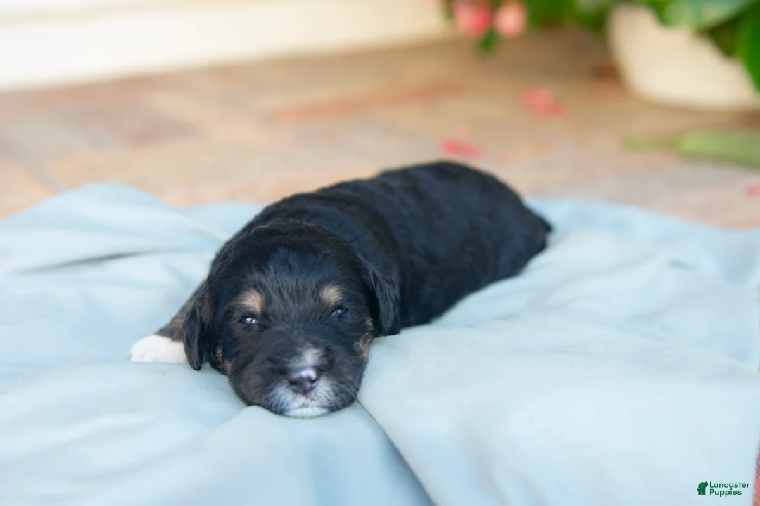 Bernedoodle dogs for sale: Bear - Ad 2