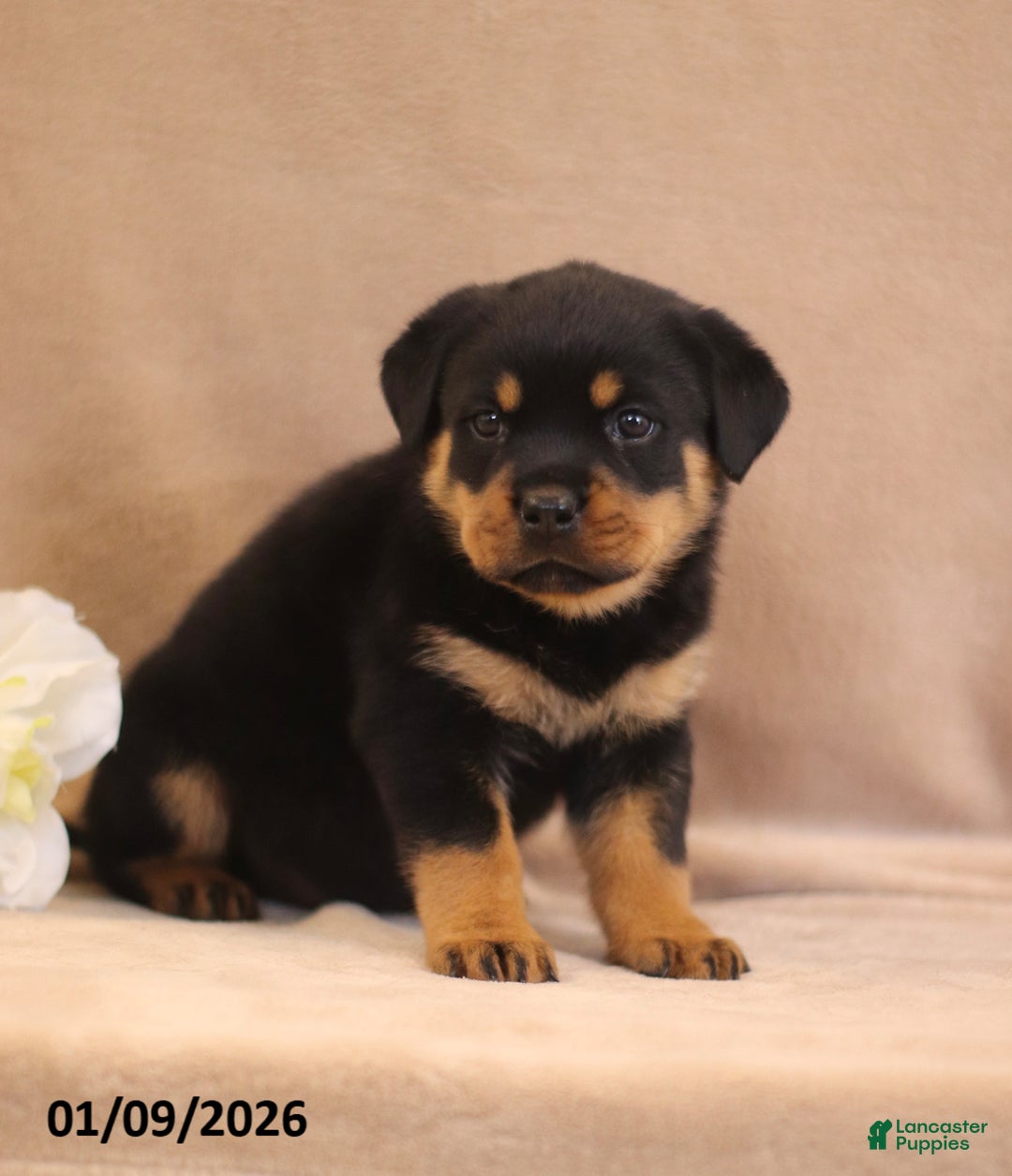 Rottweiler dogs for sale: Tirzah - Ad 1
