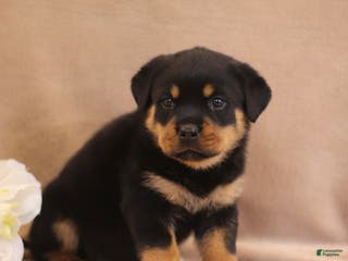 Rottweiler dogs Tirzah - Ad 29