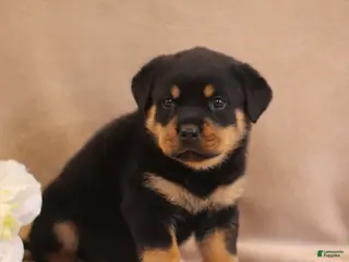 Rottweiler dogs Tirzah - Ad 10