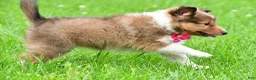Shetland Sheepdog dogs for sale: Kevin - Ad 22