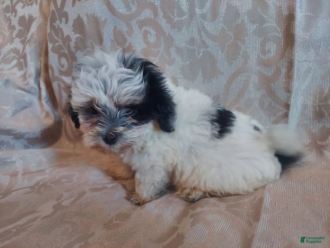 Maltipoo dogs for sale: Maltipoo 1 - Ad 1
