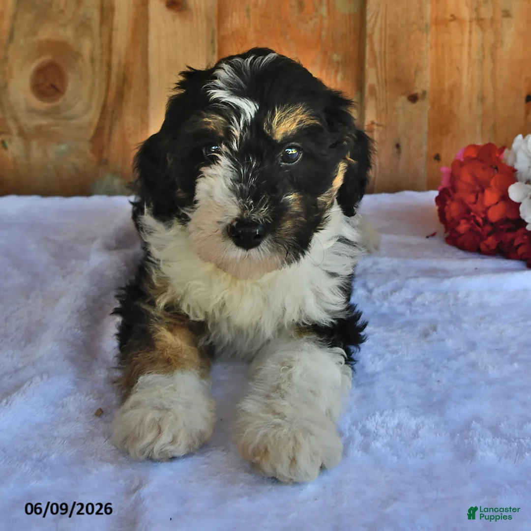 Bernedoodle dogs for sale: Macy - Ad 2