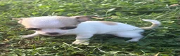 Chihuahua dogs for sale: Chihuahua 3 - Ad 5