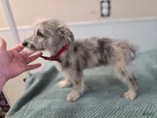 Westiepoo dogs Westiepoo Puppy 4 - Ad 2