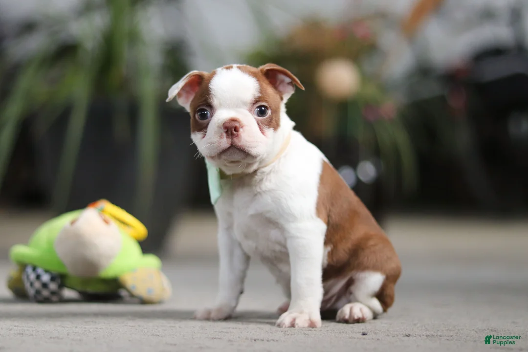 Boston Terrier dogs for sale: Shawn - Ad 3