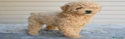 Miniature Poodle dogs for sale: Honey - Ad 1